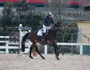 Dahila della Verdina Tosc Tour2013- S5 1791 : Arezzo, Cavalli d'Italia, Dahila della Verdina, Toscana Tour 2013, foto di Stefano Secchi ©